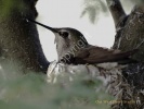 Hummingbird Nesting- #0166
