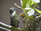 Hummingbird Family- #42772