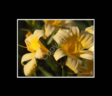 Yellow Flower- #01344_1