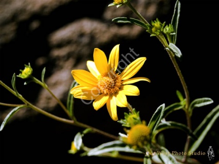 Yellow Mountain Flower- #2896