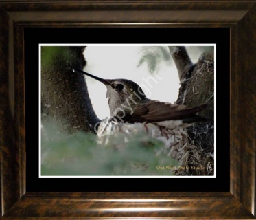 Hummingbird Nesting- #0166