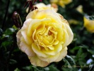 Yellow Rose- #01315