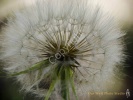 Dandelion- #3046