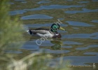 Mallard on Lake- #1131A