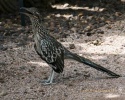 Roadrunner- #31445