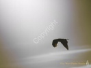 Flight of the Falcon To- #0447