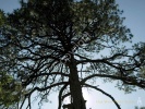 Ponderosa Pine- #2835