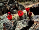 Rock Cactus in Bloom- #0191