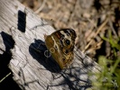 Buckeye Butterfly- #3052