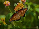 Monarch Butterfly- #31442