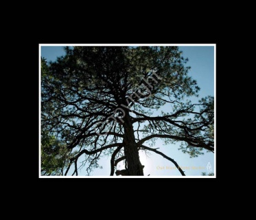 Ponderosa Pine- #2835