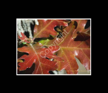 Red Oak Leaves- #2953