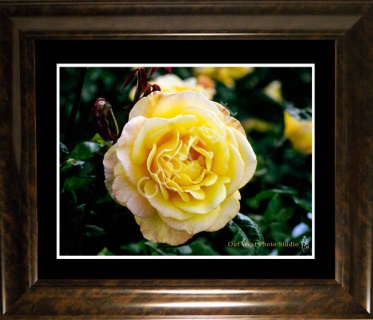 Yellow Rose- #01315