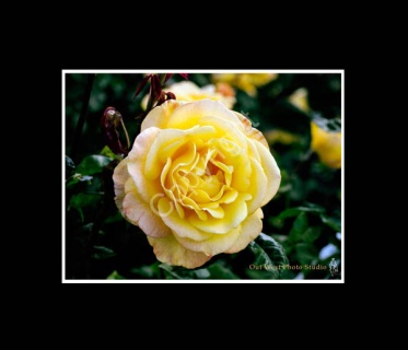 Yellow Rose- #01315