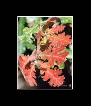 Red Oak Leaves- Item #2952