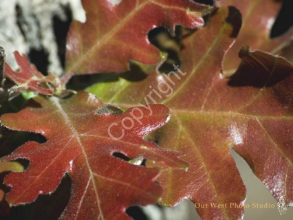 Red Oak Leaves- #2953