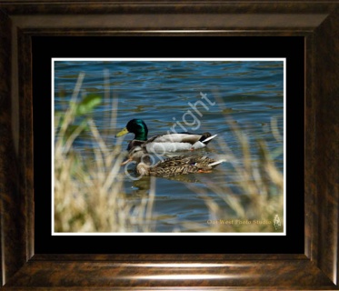 Mallard Pair on Lake- #1129A
