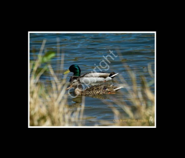 Mallard Pair on Lake- #1129A