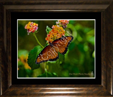 Monarch Butterfly- #31442