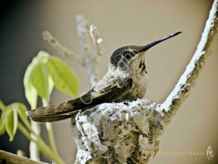 Hummingbird Nesting- #12753