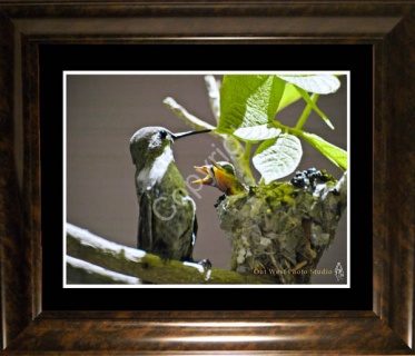 Hummingbird Family- #42772